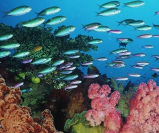 Belleza subacuática